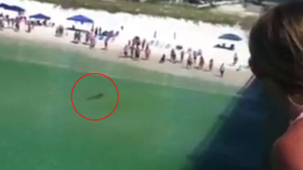 shark dangerously close to swimmers at two Florida beaches