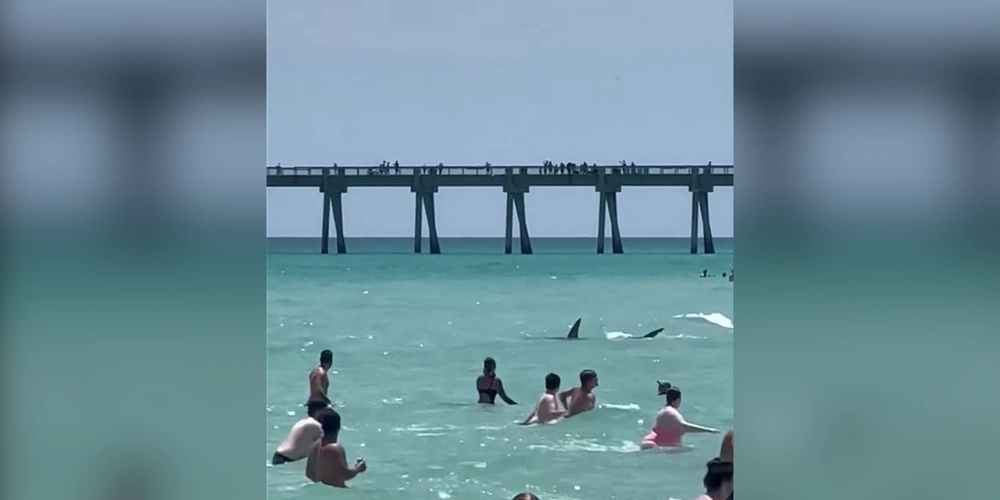 shark dangerously close to swimmers at two Florida beaches