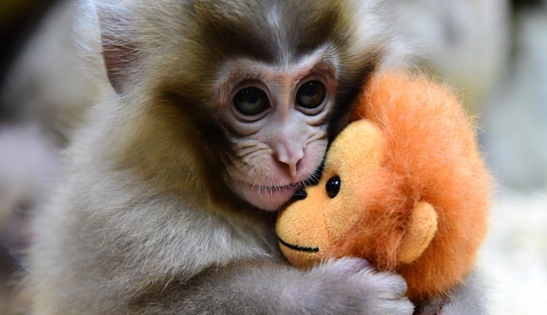 Punch the Baby Macaque: Japan’s Viral Star Steals Hearts, But Is His Future in Jeopardy?