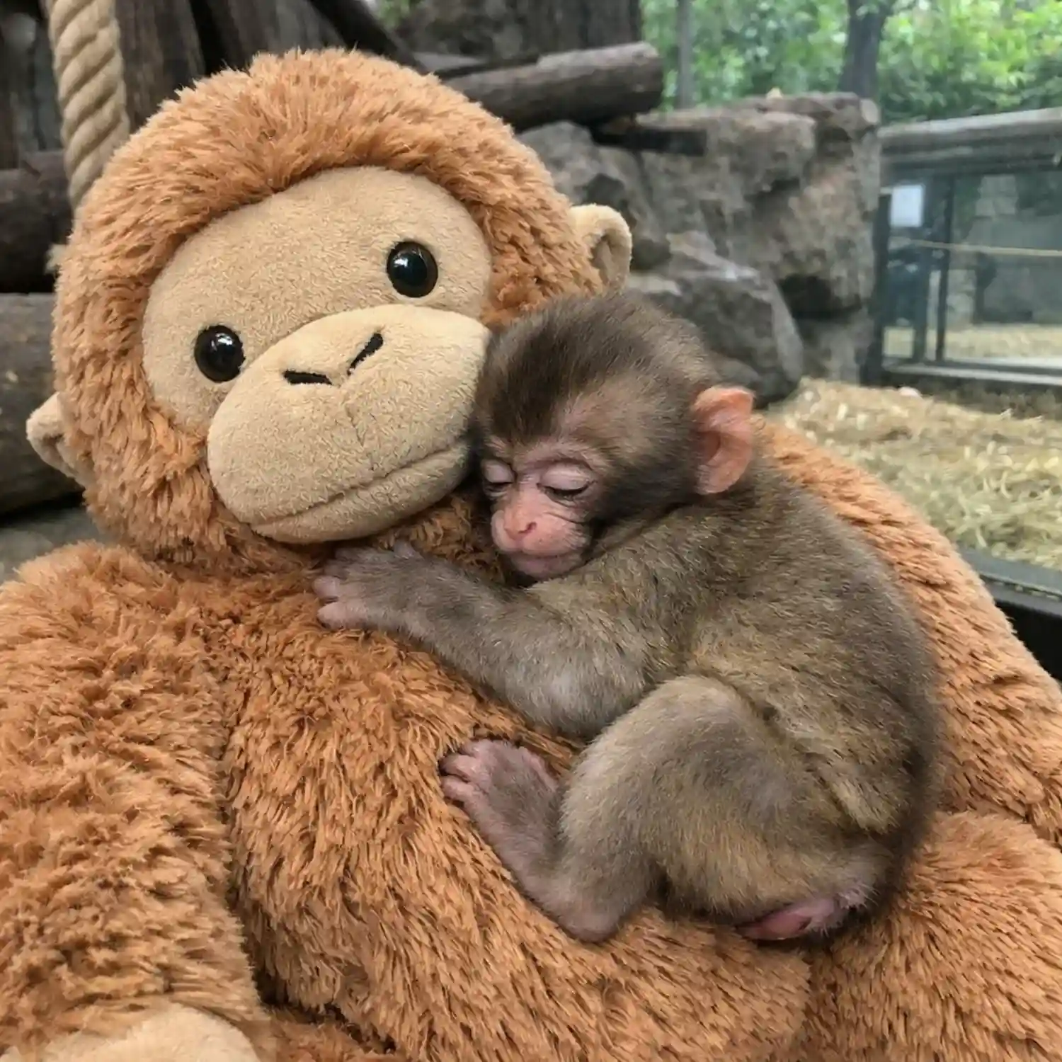 Punch the Monkey: From Heartbreak to Hope, How Japan’s Abandoned Baby Macaque and His Stuffed Friend Captured the World