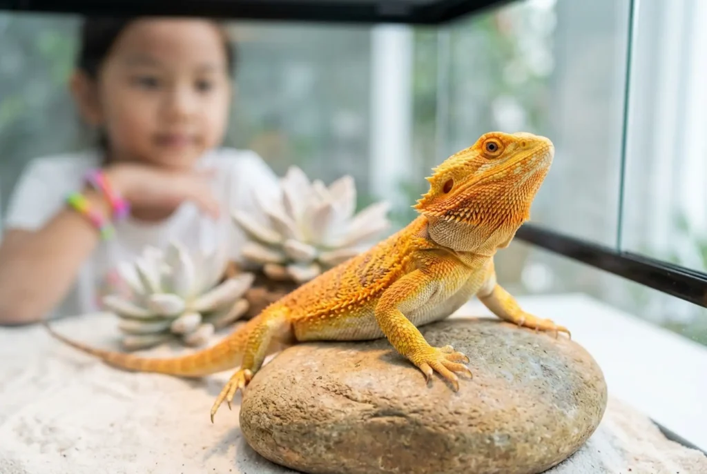 A sharp, colorful close-up focuses on a healthy orange and yellow bearded dragon inside a modern, clean desert vivarium, appealing to 'reptile enthusiasts.'