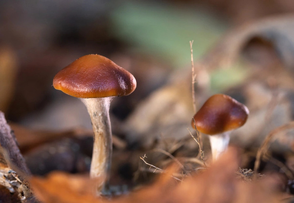 Magic Mushrooms for Depression