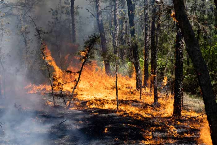 wharton state forest fire